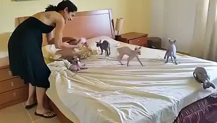 How to make your bed with 10 cats on it... Impossible!