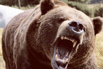 Vahşi Rusya: Urallar - Belgesel