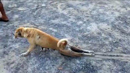 Dog Pretend to be injured to get food