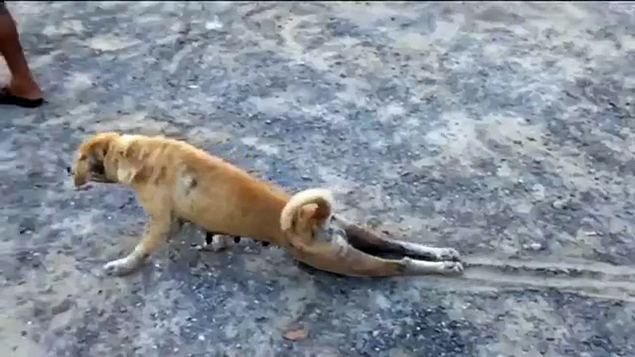 Dog Pretend to be injured to get food