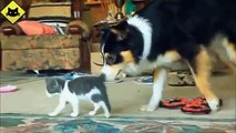 FUNNY VIDEOS Funny Cats Funny Dogs Dogs Love Kittens Funny Animals Funny Cat Videos