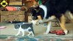 FUNNY VIDEOS Funny Cats Funny Dogs Dogs Love Kittens Funny Animals Funny Cat Videos