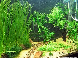 Aquascaping low cost - La Quercia 80 litri