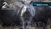 World Rhino Day Special: From happy to heartbreaking, the latest rhino news