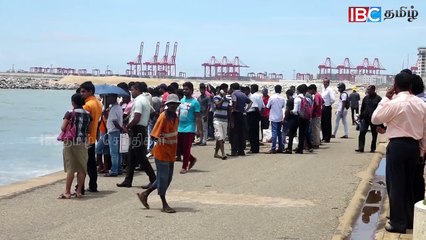 Crocodile near Port City: Galle Face