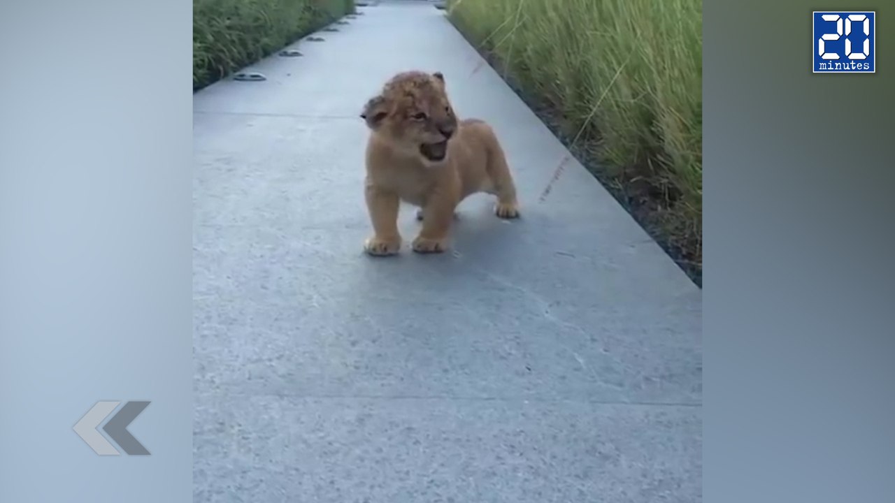 Le plus petit rugissement du monde ! - Le rewind du vendredi 25 septembre.