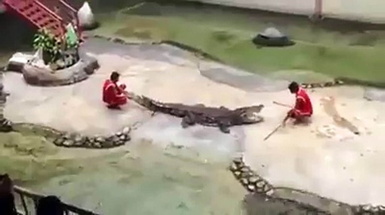crazy boy and crocodile