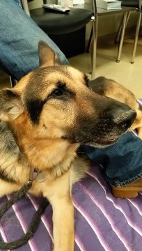 RIP to this beautiful German Sheperd singing Dog. Buddy Lee sings his last song....