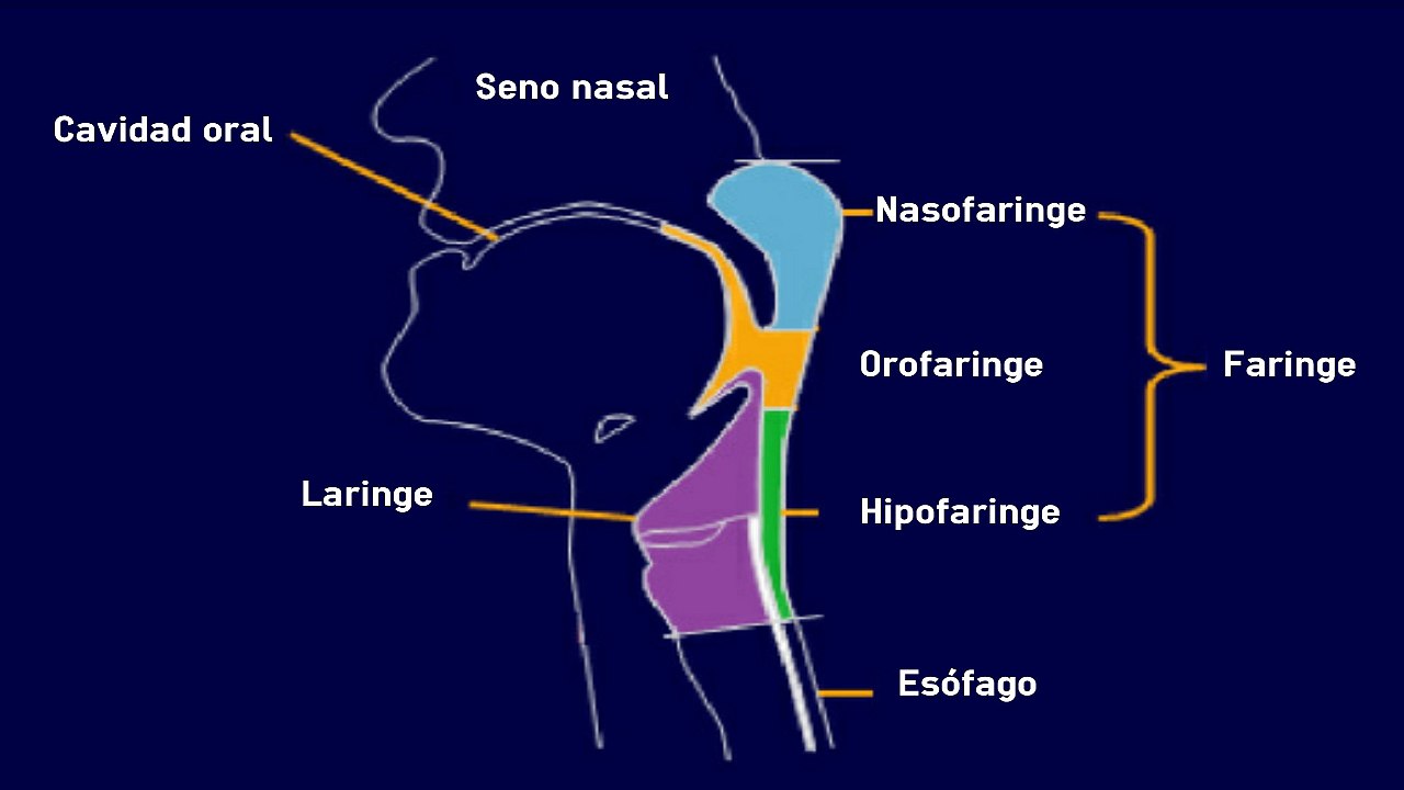 ¿Neoplasias a tu garganta con tabaco, alcohol o papiloma?
