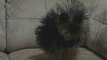 Funny dog has issues with Static Electricity and it's hilarious! - Static Dog