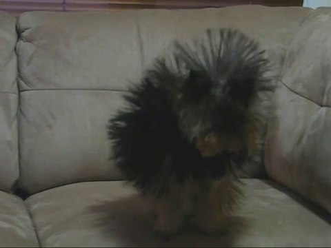 Funny dog has issues with Static Electricity and it's hilarious! - Static Dog