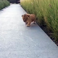 Baby Lion King Roar