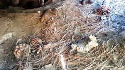 ¿Y si un oso se cuela y vive debajo de tu casa?