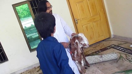 Funny Vids episode: 3(Bakra eid special)