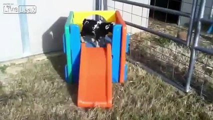 LiveLeak.com - Today's Top Picks - Cute Goat