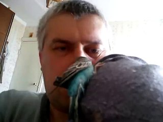 Попугай зацепился за кофту