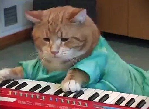 Keyboard Cat, le chat qui fait du synthé...