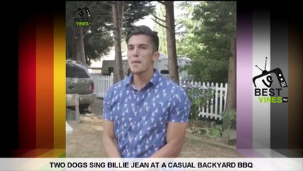 All Best Vines Of AaronsAnimals Compilation - The Best Vines Compilation With Titles