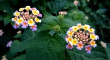 Lantana flowers Beautiful & Colorful Flower - Flowers Planet - Nature Documentary HD