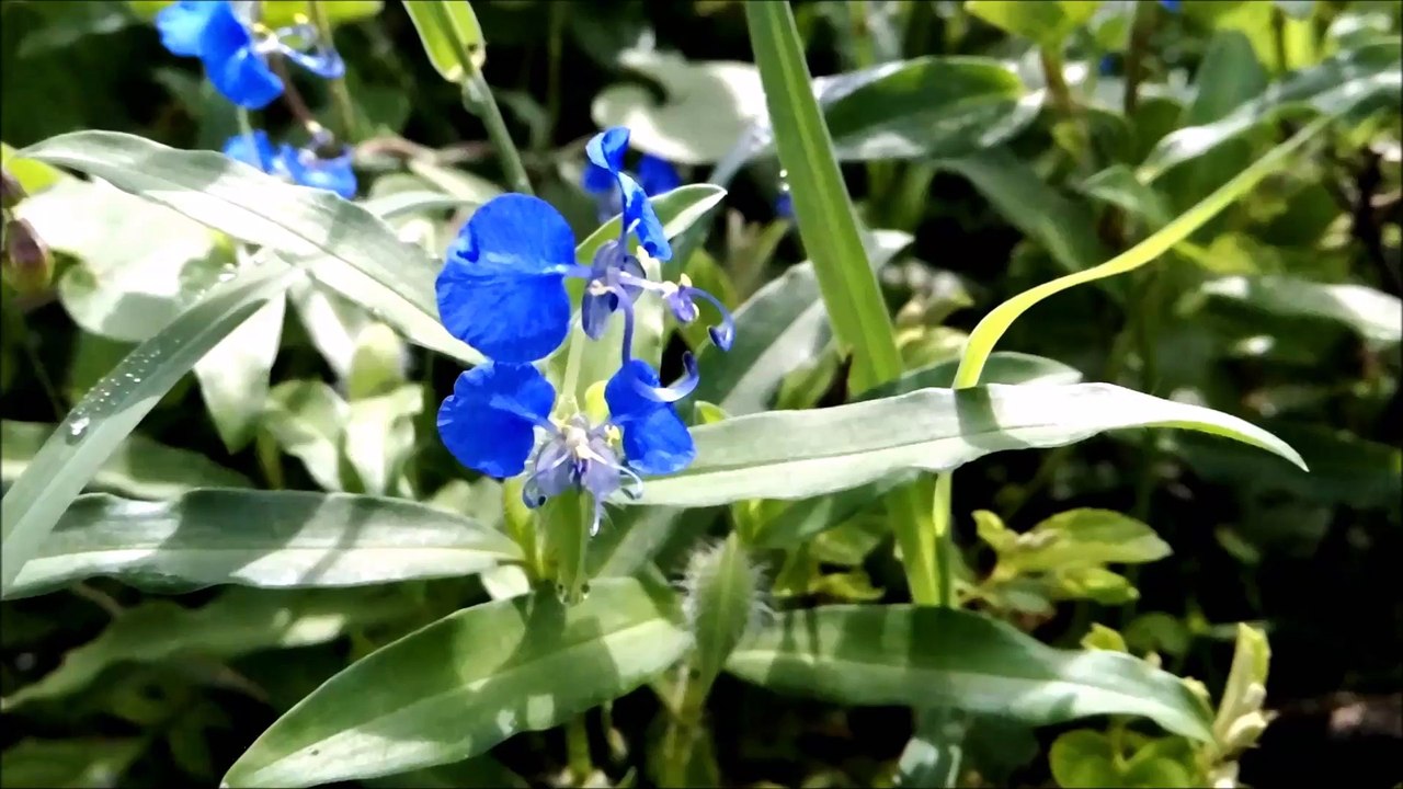 Shankupushpam flowers Beautiful & Colorful Flower - Flowers Planet - Nature Documentary HD