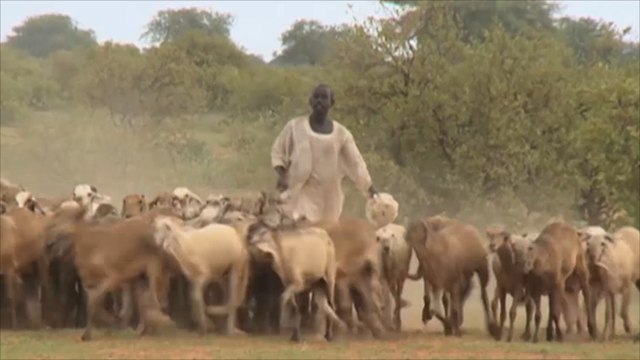 فشل تجربة تمويل المشاريع الصغيرة بولاية غرب كردفان