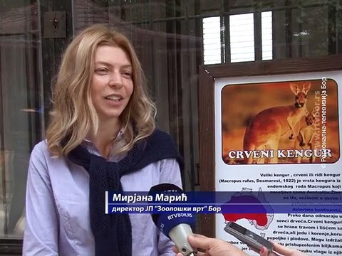 Borski ZOO vrt dobio kengura i porodicu merkata, 25. septembar 2015. (RTV Bor)