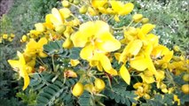 Senna Flower Beautiful & Colorful Flower - Flowers Planet - Nature Documentary HD