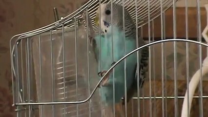 Попугай трётся об стаканчик