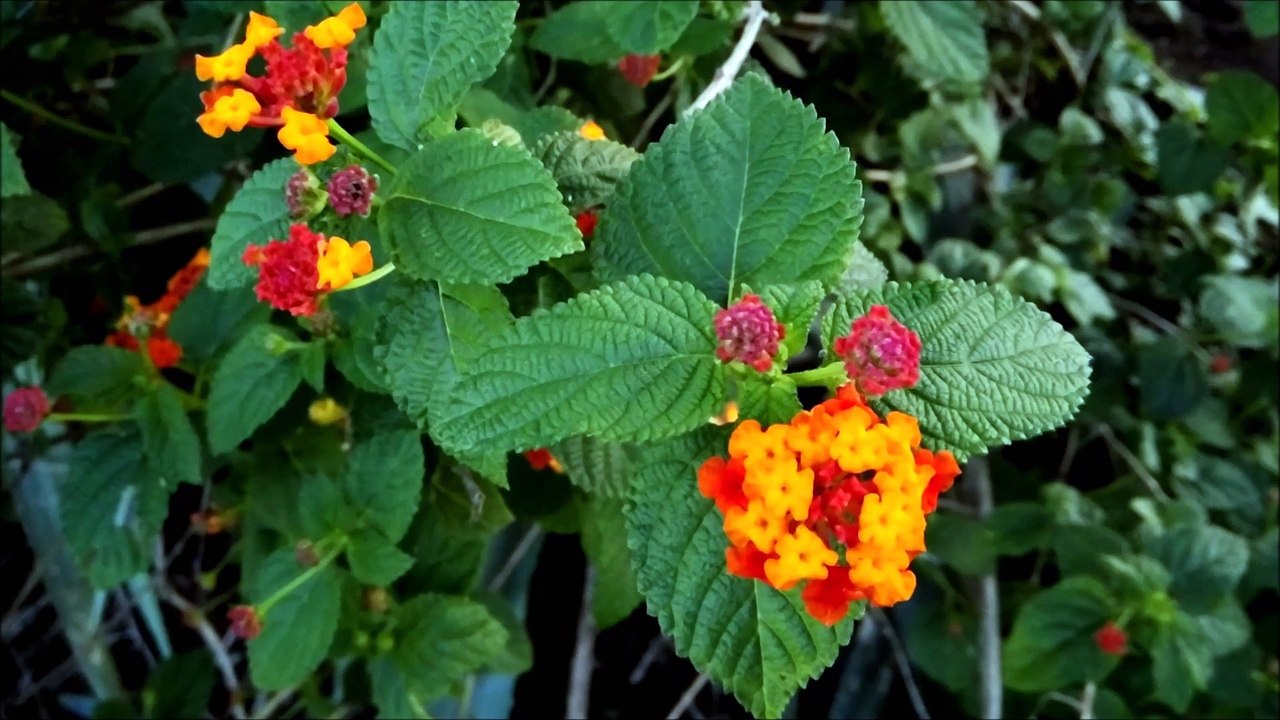Lantana flowers Beautiful & Colorful Flower - Flowers Planet - Nature Documentary HD