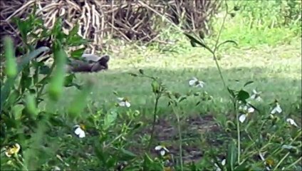 Gopher Fun Facts September 24,2015