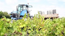 Vendanges 2015 au domaine Saint Nicolas