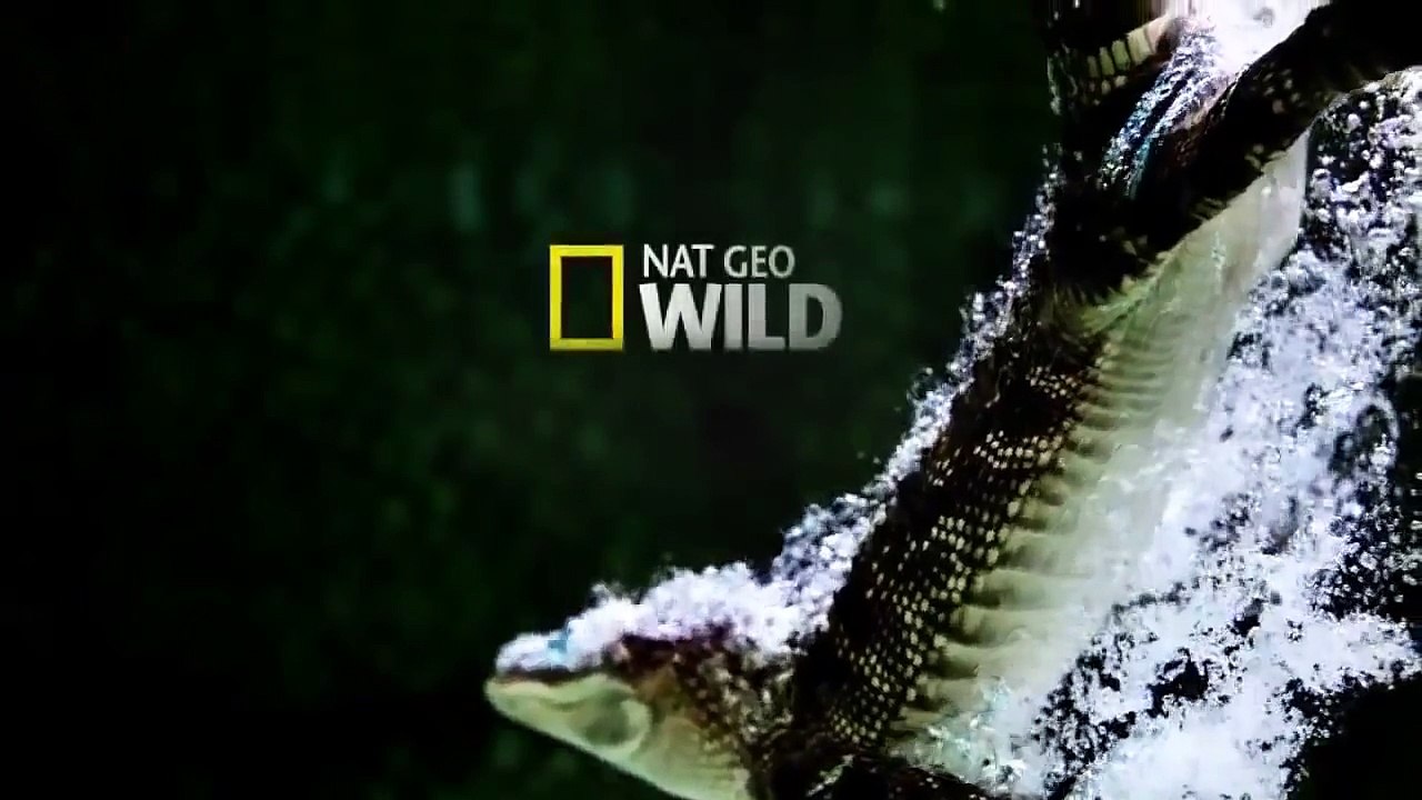 Sư Tử và Trâu rừng - thế giới động vật - Leo and forest buffalo - the animal world