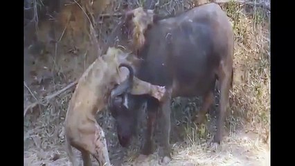 Trâu rừng trút cơn thịnh nộ-Rampaged buffalo-Butting buffalo dead lion