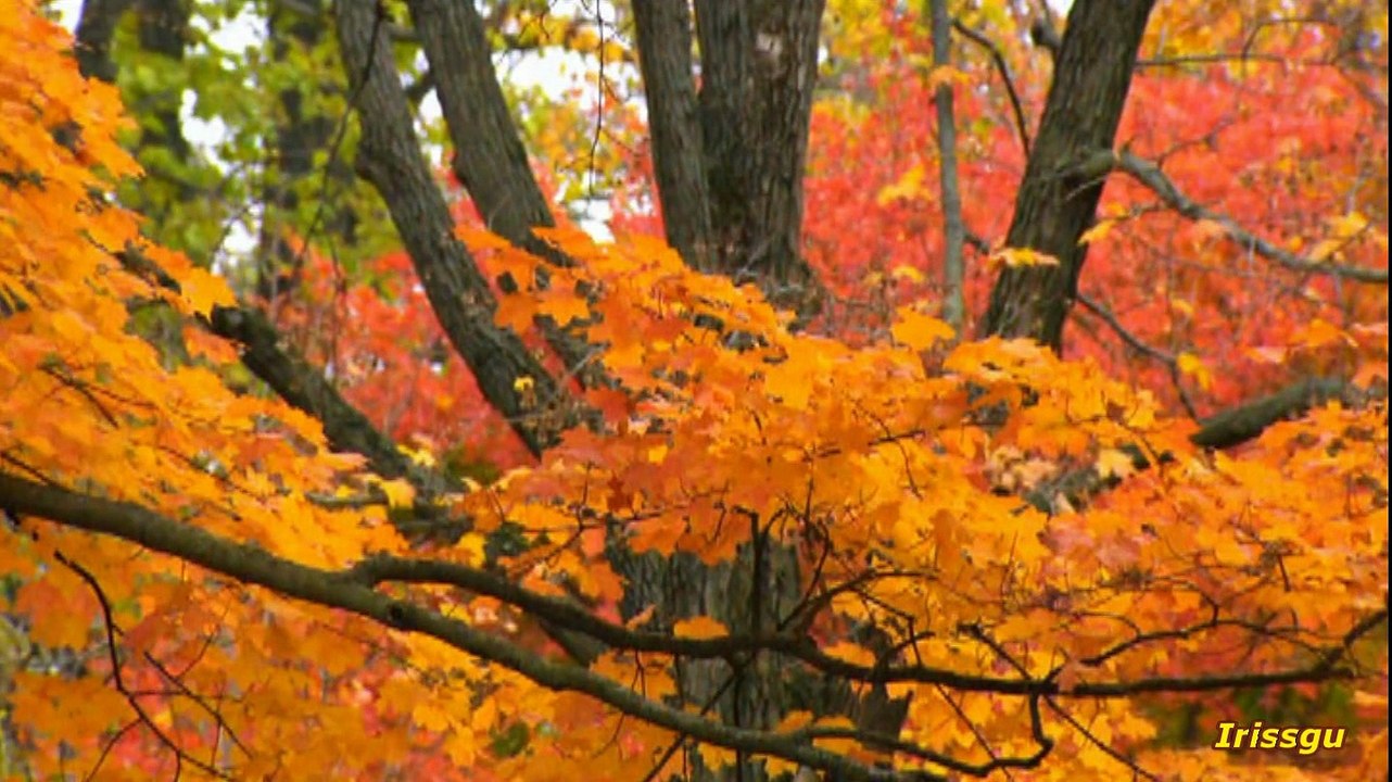 В золотой пыли . Стихи Ирины Кулевской