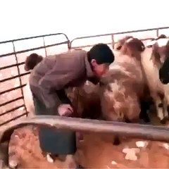 Boy vs sheep funny fight | special videos from Eid