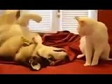 Funny animals✤Funny Videos Try Not To Laugh Funny Pranks Best Funny Epic Fails