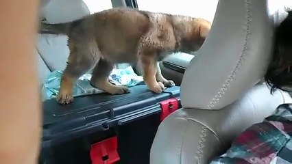 Do you really want a German Shepherd Puppy | new latest funny video of baby 2015