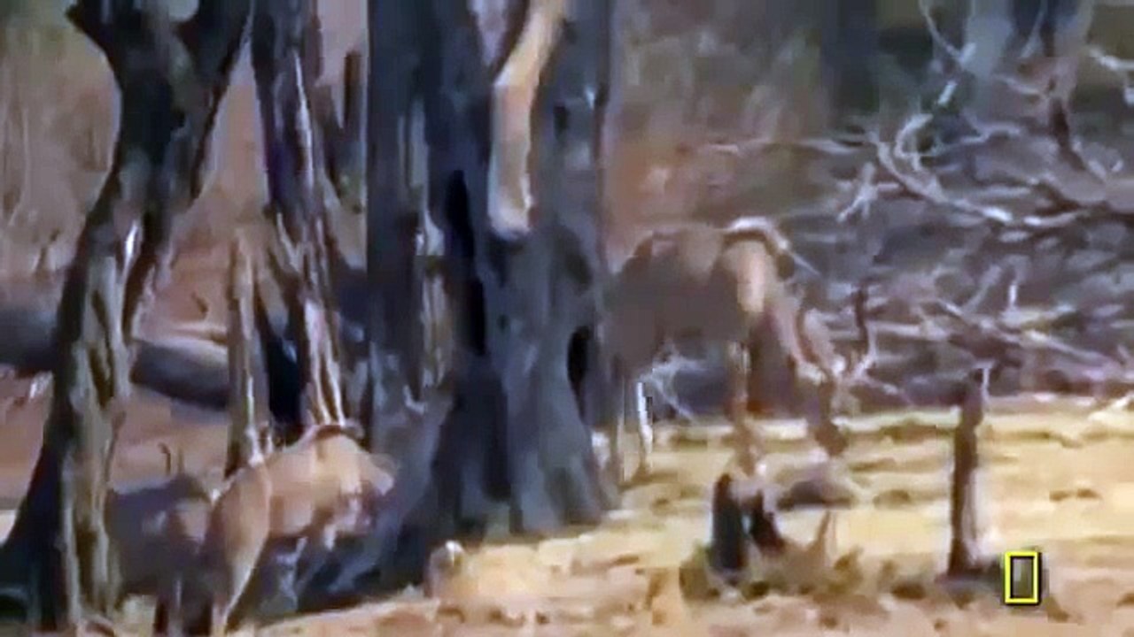 Animal Planet | Discovery Channel | Wild Life Documentary 2015 | National Geographic Wildl