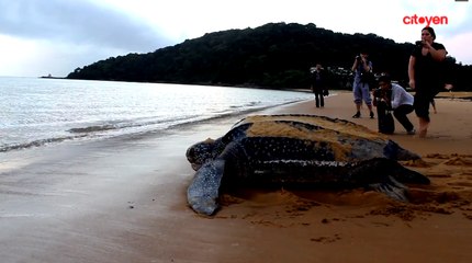 Webdoc Guyane - Les tortues luttent pour leur survie