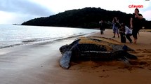 Webdoc Guyane - Les tortues luttent pour leur survie
