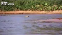 Leopard swims across river and sneak attacks Crocodile