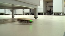 El futuro de las prótesis está en esta cucaracha-robot