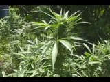Mineo (CT) - Sequestrata piantagione di marijuana (25.09.15)