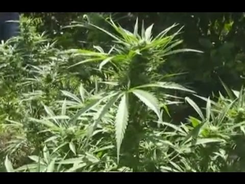Video Mineo (CT) - Sequestrata piantagione di marijuana (25.09.15)