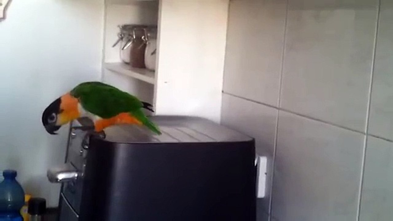 The jumping parrot