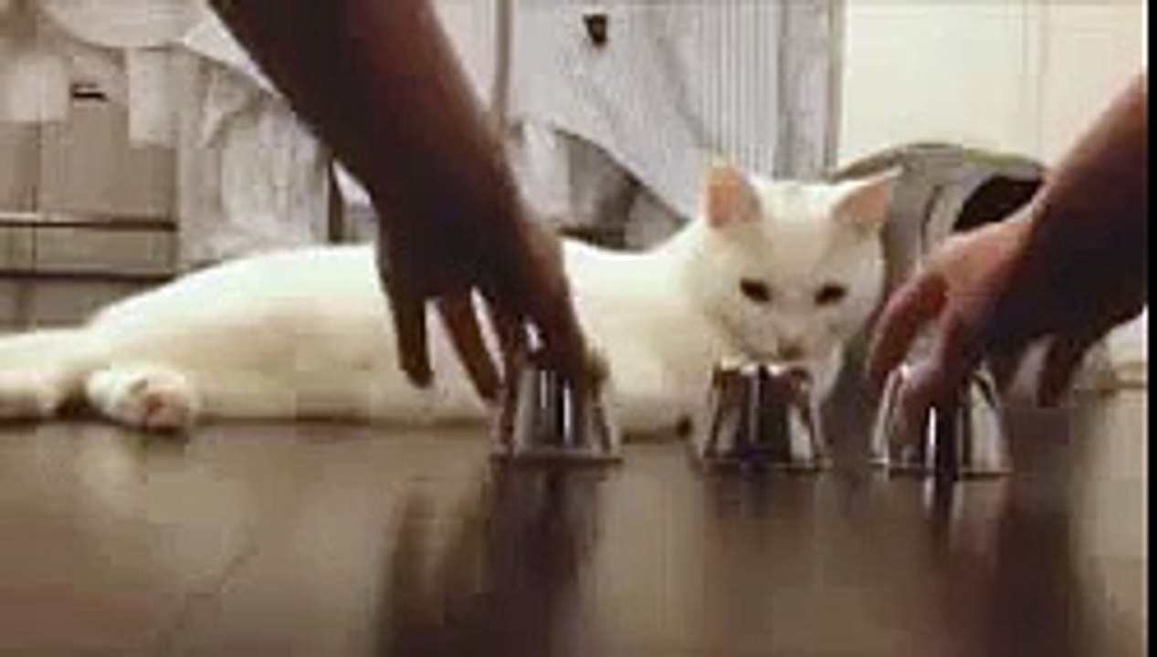 Genius cat can do this, can you?