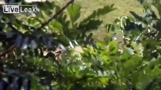 LiveLeak.com - Baboon decides to cross a busy highway
