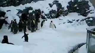 LiveLeak.com - Happiest Penguin In The World