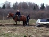 Horse vs German cars