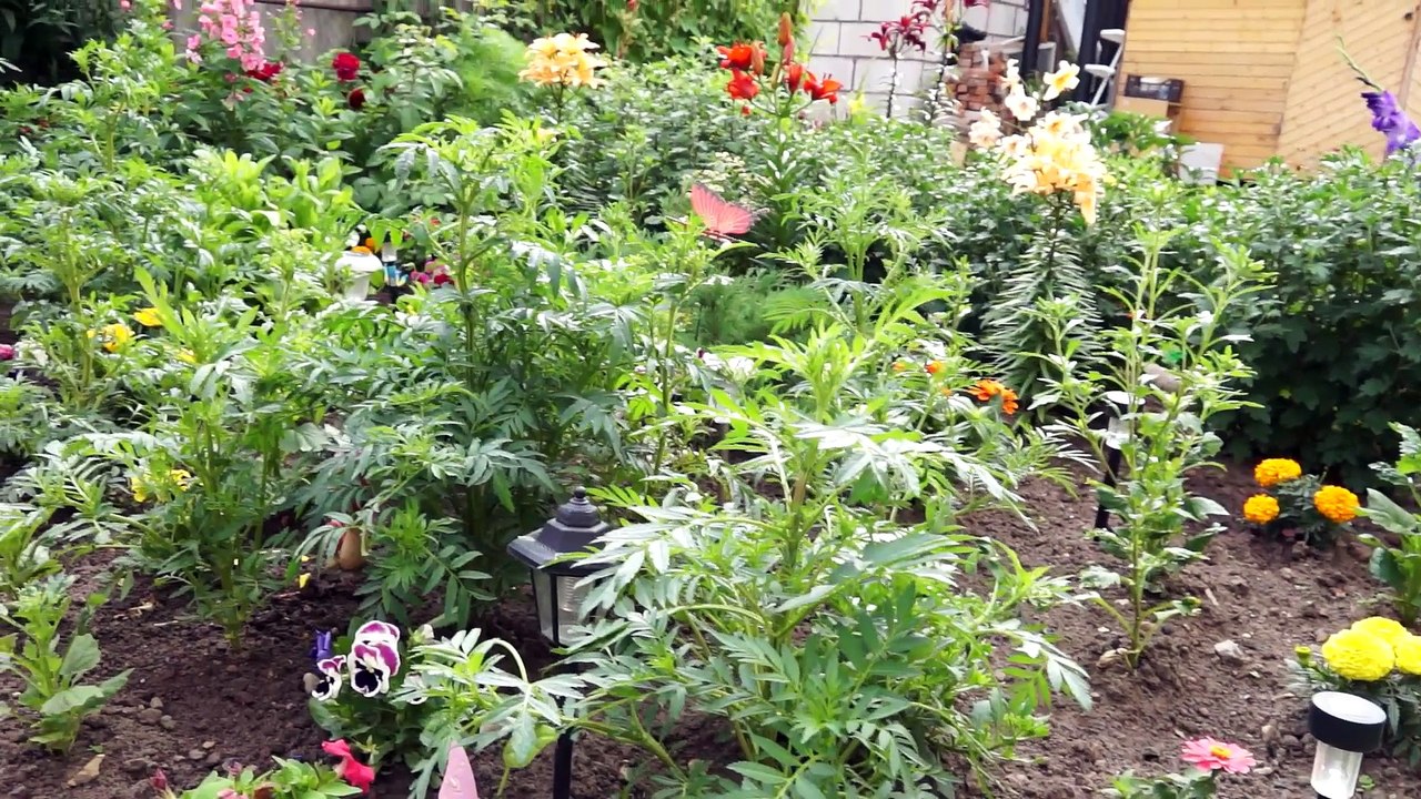 утро жениха тучково